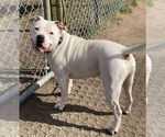 Small #7 American Pit Bull Terrier Mix