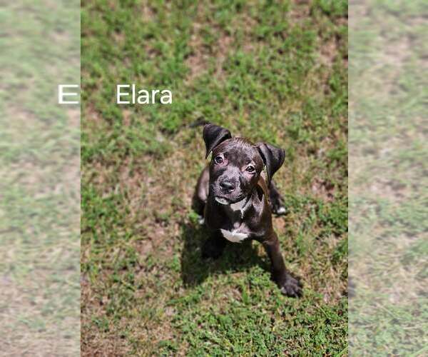 Medium Photo #8 American Staffordshire Terrier-Unknown Mix Puppy For Sale in Holly Springs, NC, USA
