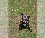 Small #7 American Staffordshire Terrier Mix