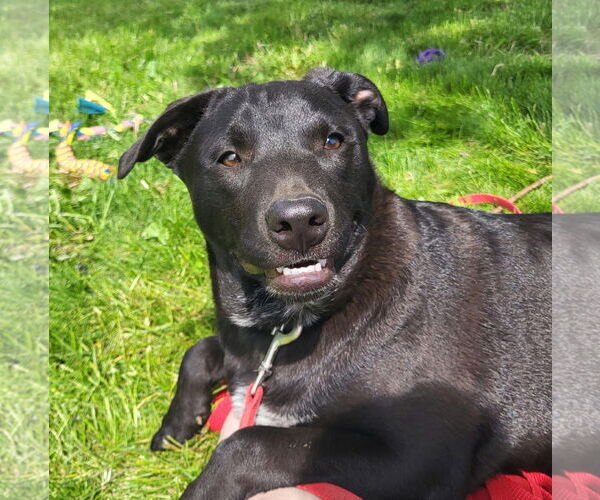 Medium Photo #12 American Pit Bull Terrier-Unknown Mix Puppy For Sale in Germantown, OH, USA