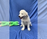 Puppy 6 Golden Labrador