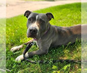 American Pit Bull Terrier Dogs for adoption in Minneapolis, MN, USA