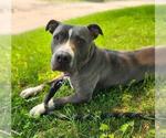 Small American Pit Bull Terrier
