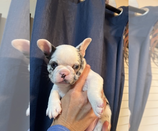 Medium Photo #1 French Bulldog Puppy For Sale in KEYSTONE HEIGHTS, FL, USA