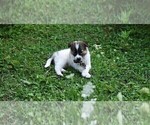 Small Photo #18 Collie Puppy For Sale in PARIS, MI, USA