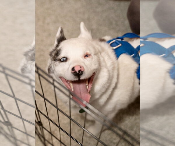 Medium Photo #4 Pomsky Puppy For Sale in St. Louis Park, MN, USA