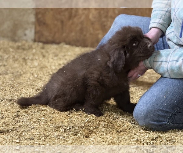 Medium Photo #9 Newfoundland Puppy For Sale in RENSSELAER, IN, USA