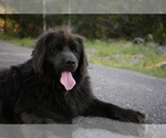 Small Photo #1 Great Pyrenees-Newfoundland Mix Puppy For Sale in SPRING BRANCH, TX, USA