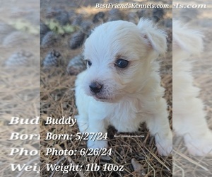 Maltese Puppy for sale in TEMPE, AZ, USA