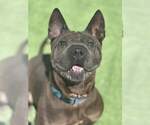 Small #1 Chinese Shar-Pei Mix