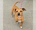 Small Chihuahua Mix