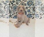 Small #1 Weimaraner