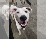 Small #3 Boxer Mix