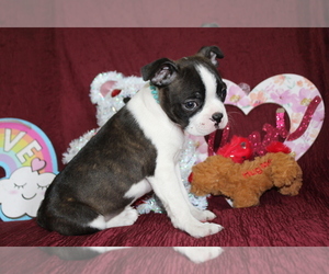Boston Terrier Puppy for sale in BROOKSVILLE, FL, USA