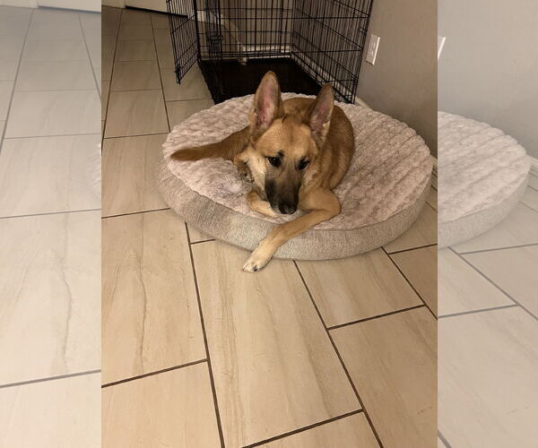 Medium Photo #2 German Shepherd Dog-Unknown Mix Puppy For Sale in Chandler, AZ, USA
