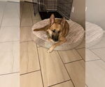 Small #1 German Shepherd Dog Mix