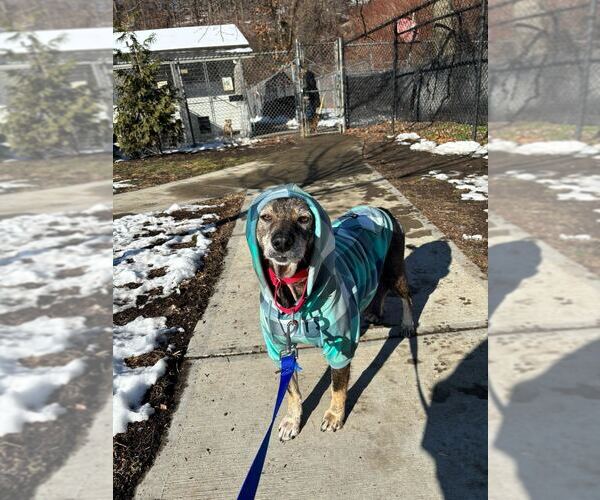 Medium Photo #2 Mutt Puppy For Sale in Elmsford, NY, USA