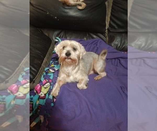 Medium Photo #8 Yorkshire Terrier Puppy For Sale in JOHNSTOWN, PA, USA