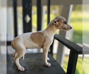 Whippet Puppy for sale in ONEIDA, TN, USA