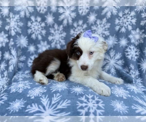 Medium Photo #2 Miniature Australian Shepherd Puppy For Sale in LAKELAND, FL, USA