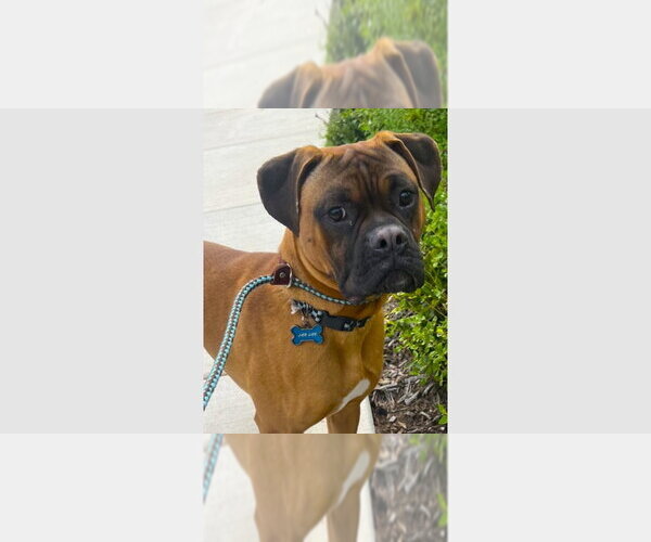 Medium Photo #1 Boxer Puppy For Sale in Austin, TX, USA