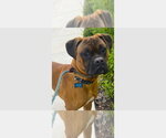 Small Boxer