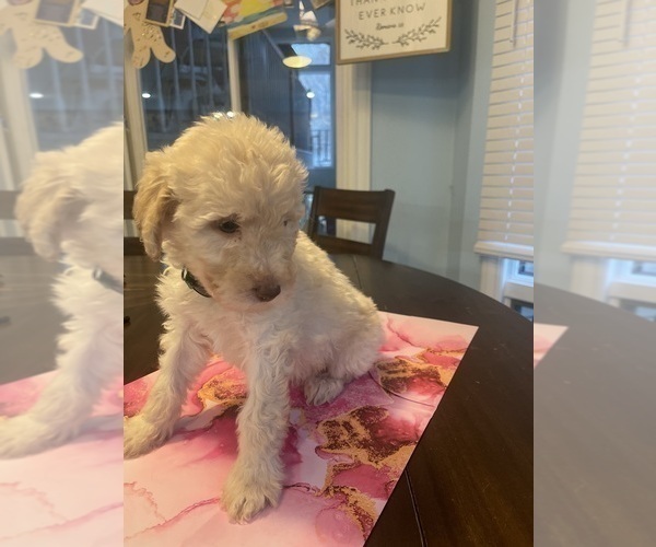 Medium Photo #1 Labradoodle Puppy For Sale in BATTLE CREEK, MI, USA