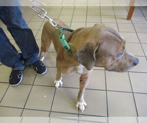 Labrador Retriever-Unknown Mix Dogs for adoption in Ocala, FL, USA