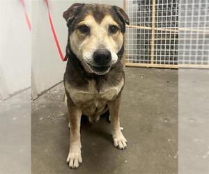 Labrador Retriever-Unknown Mix Dogs for adoption in Rosenberg, TX, USA