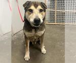 Small Labrador Retriever Mix