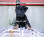 Small #1 German Shepherd Dog