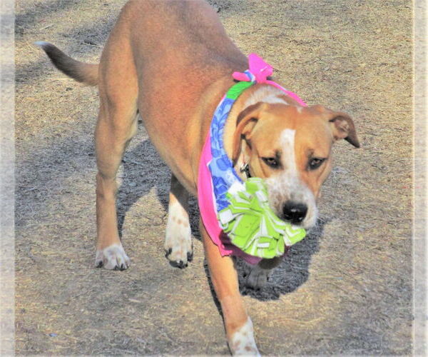 Medium Photo #2 Catahoula Leopard Dog-Unknown Mix Puppy For Sale in Godley, TX, USA