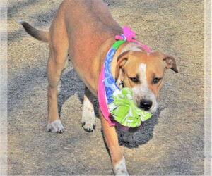 Cinnamon - Female Catahoula Leopard Dog-Unknown Mix Dog for Adoption - Photo #2