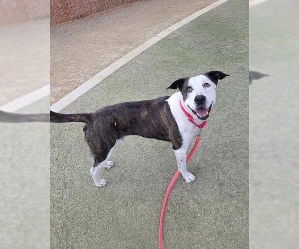 Medium Photo #2 Mutt Puppy For Sale in Las Vegas, NV, USA