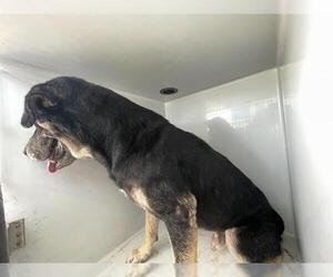 Labrador Retriever-Unknown Mix Dogs for adoption in Houston, TX, USA