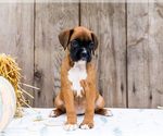Small #6 Boxer