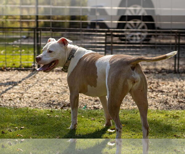 Medium Photo #5 American Bulldog-Unknown Mix Puppy For Sale in Calhoun, GA, USA