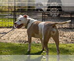 Small #4 American Bulldog Mix