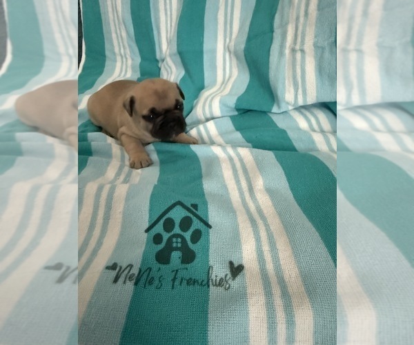 Medium Photo #15 French Bulldog Puppy For Sale in OPP, AL, USA