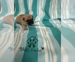 Small #14 French Bulldog