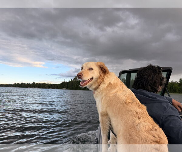 Medium Photo #3 Golden Retriever-Unknown Mix Puppy For Sale in Brooklyn Center, MN, USA