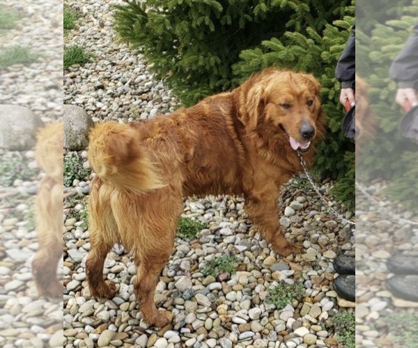 Medium Photo #1 Golden Retriever Puppy For Sale in CANTON, OH, USA