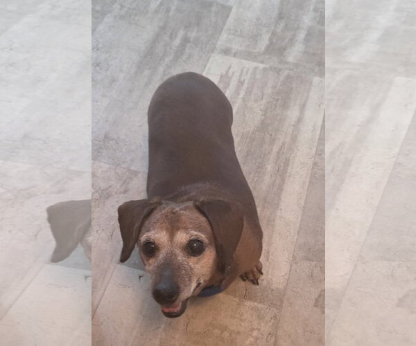 Medium Photo #2 Dachshund Puppy For Sale in Taunton, MA, USA