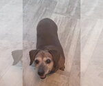 Small #1 Dachshund