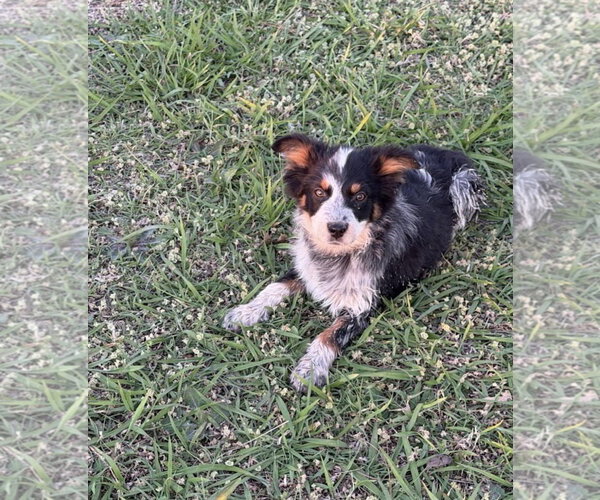 Medium Photo #2 Australian Shepherd Puppy For Sale in Dallas, TX, USA