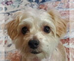 Small Mutt