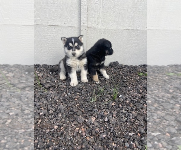 Medium Photo #2 Akita-Siberian Husky Mix Puppy For Sale in BLACK FOREST, CO, USA