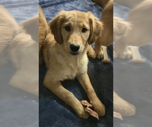Golden Retriever Puppy for sale in RIGA, MI, USA