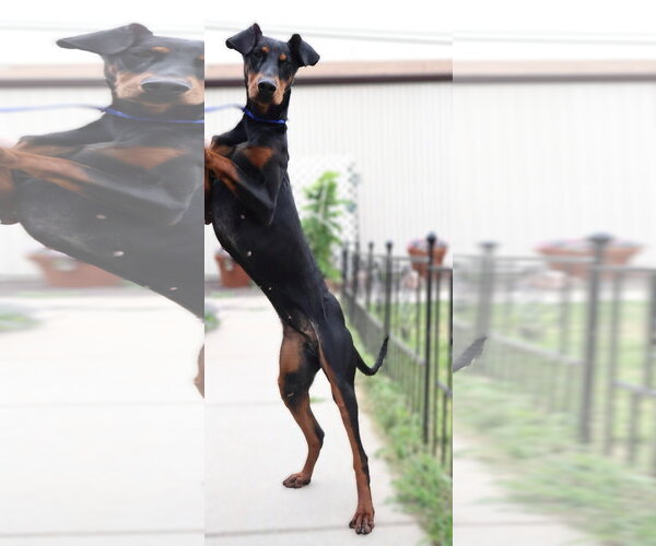 Medium Photo #2 Doberman Pinscher Puppy For Sale in Omaha, NE, USA