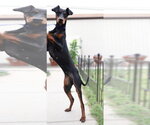 Small #1 Doberman Pinscher